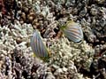 029 Orante Butterflyfish
